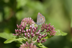 Aricia artaxerxes allous