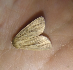 Mythimna pallens