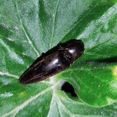 Elaterini