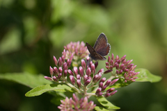 Aricia artaxerxes allous