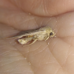 Mythimna pallens
