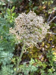 Phlojodicarpus villosus
