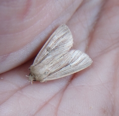 Mythimna pallens