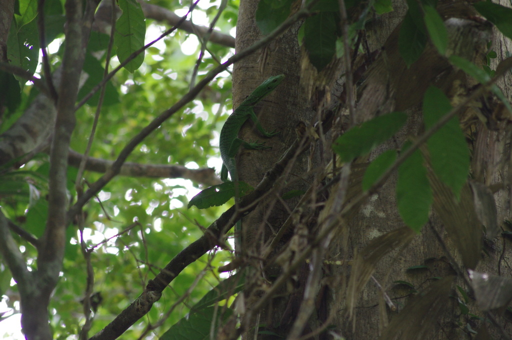 Emerald Monitor
