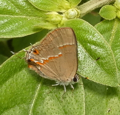 Electrostrymon endymion