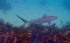 Carcharhinus obscurus