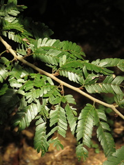 Calliandra magdalenae