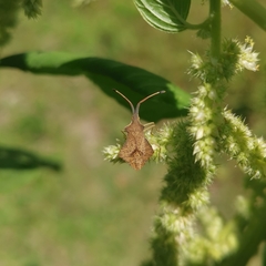 Syromastus rhombeus