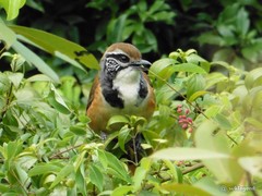 Pterorhinus pectoralis