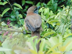 Pterorhinus pectoralis