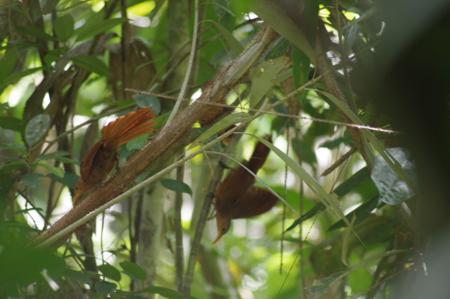 Papuan Babbler (Garritornis isidorei), photo 8