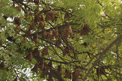 Epomophorus gambianus