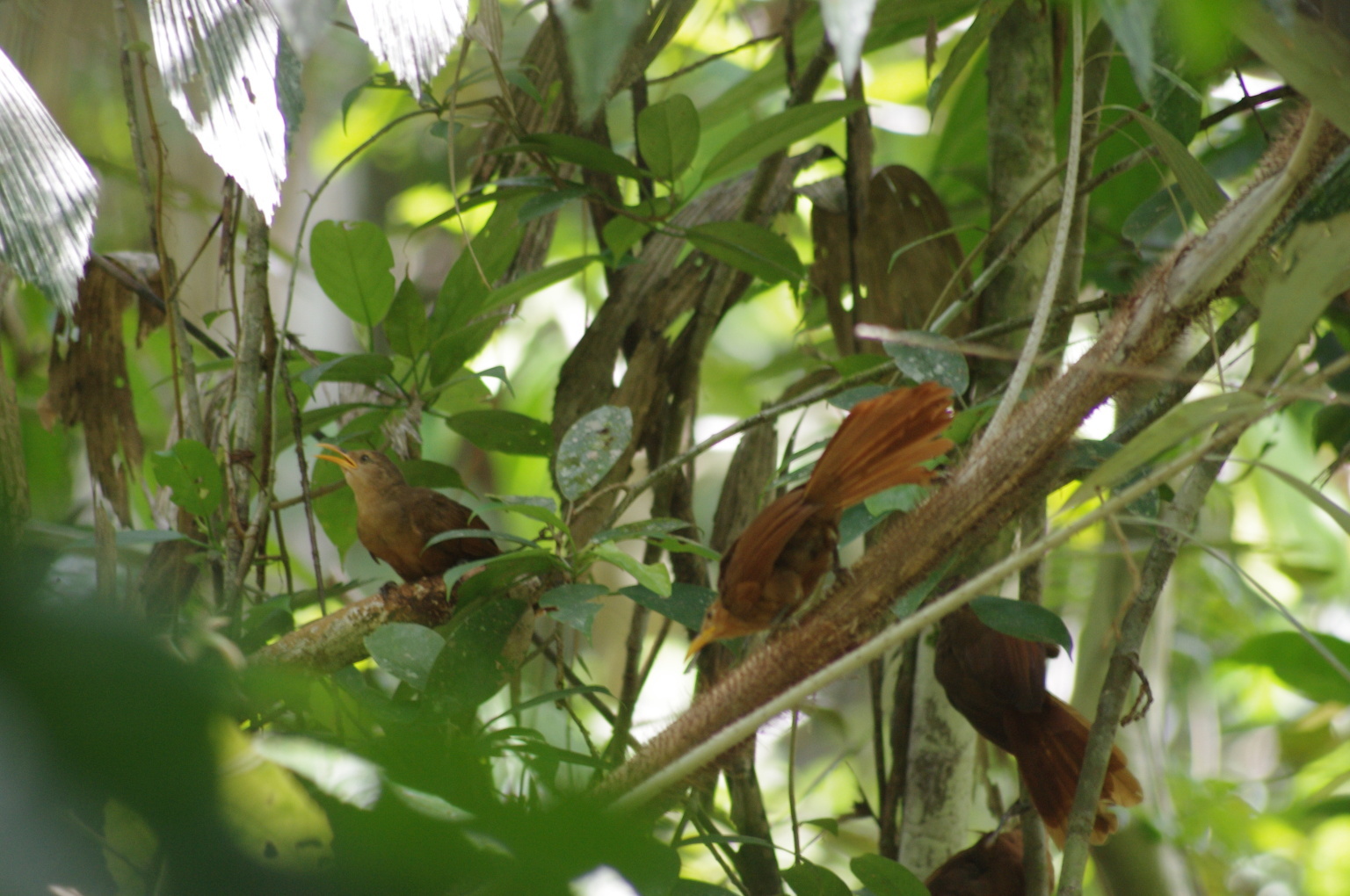 Papuan Babbler (Garritornis isidorei), photo 9