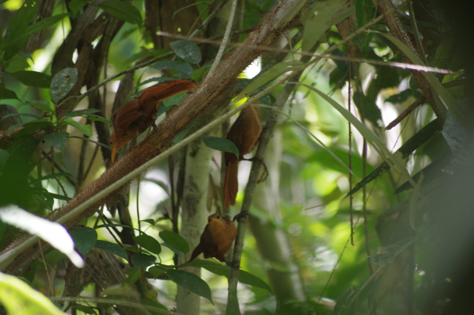Papuan Babbler (Garritornis isidorei), photo 10