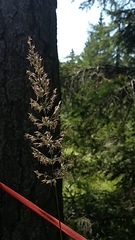 Calamagrostis varia
