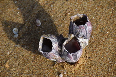 Megabalanus tintinnabulum