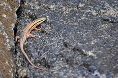 Eutropis bibronii