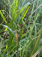 Carex schweinitzii
