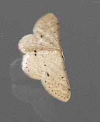 Idaea pilosata
