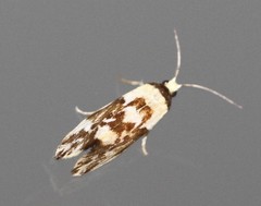 Lactura cristata