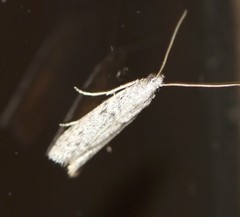 Cryptoblabes hemigypsa