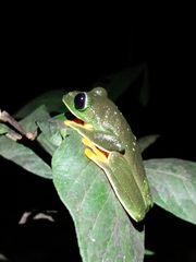 Agalychnis moreletii