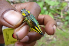 Cyphogastra farinosa