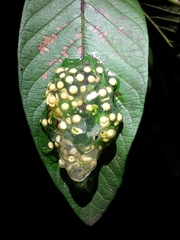 Agalychnis moreletii