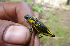 Cyphogastra farinosa