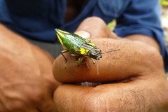 Cyphogastra farinosa