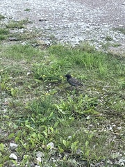 Sturnus vulgaris