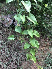 Clerodendrum paniculatum