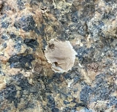 Phrurolithidae