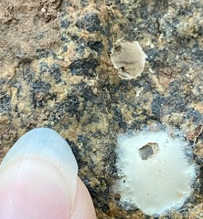 Phrurolithidae