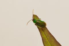 Diabrotica viridicollis