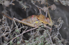 Steropleurus andalusius