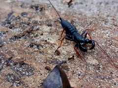 Thelyphonellus amazonicus