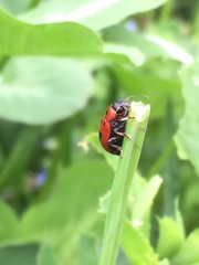Gonioctena fornicata