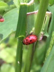 Gonioctena fornicata