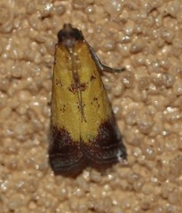 Nephopterix chryserythra