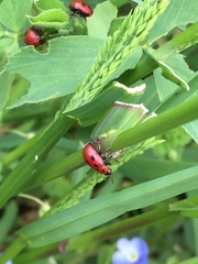 Gonioctena fornicata