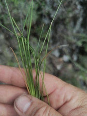 Allium vodopjanovae
