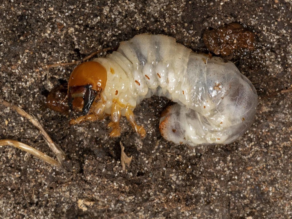 European Chafer from 1 Lake Front Dr, Zion, IL 60099, USA on August 19 ...