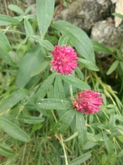 Trifolium alpestre