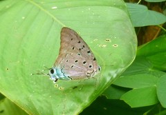 Pseudolycaena