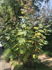Macleaya
