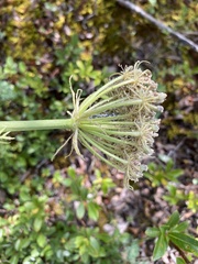 Phlojodicarpus villosus