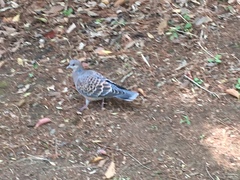Streptopelia orientalis