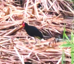 Jacana jacana hypomelaena