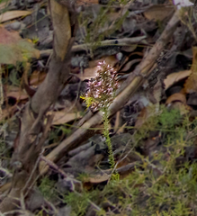 Andersonia parvifolia
